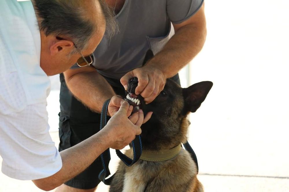 Вязка. Кобель Малинуа.