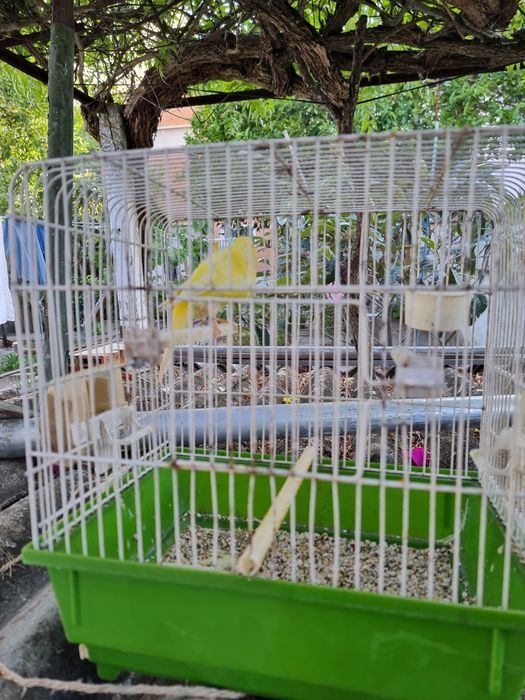 Canario Frisado macho