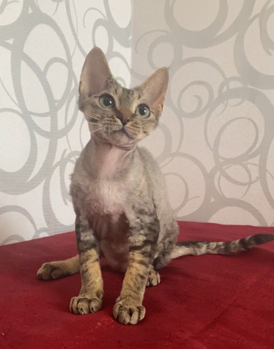 Девочка Девон рекс