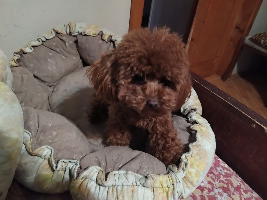 В'язка tea cup 22 см в холці ( док. КСУ)