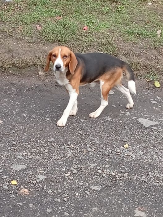 Віддам в добрі руки песика породи Бігель 2 роки