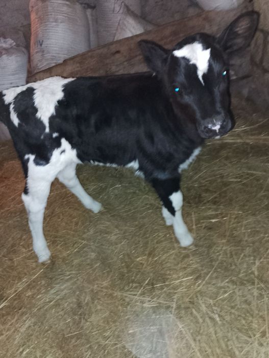 Продам теличку..