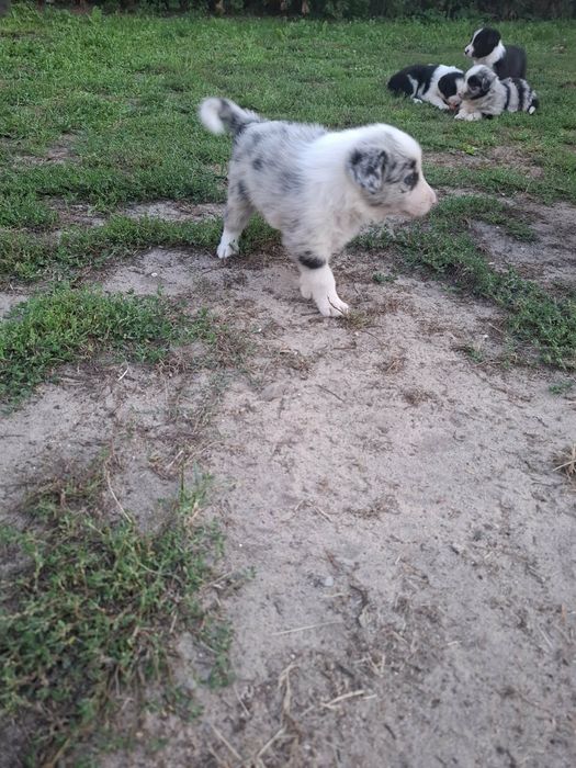 Suczka Border collie