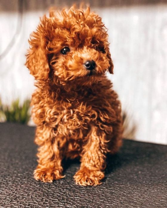 Той пудель — інтелект у міні-форматі