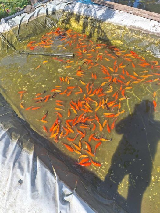 Narybek Karp Koi, Jesiotr, Karaś