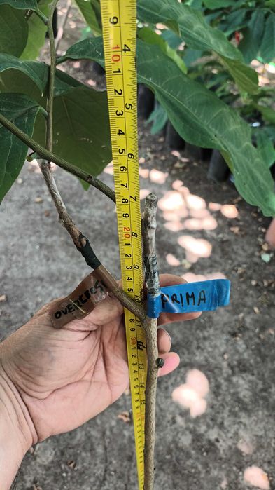 Paw Paw (Asimina Triloba) – Única árvore tropical que resiste ao Frio