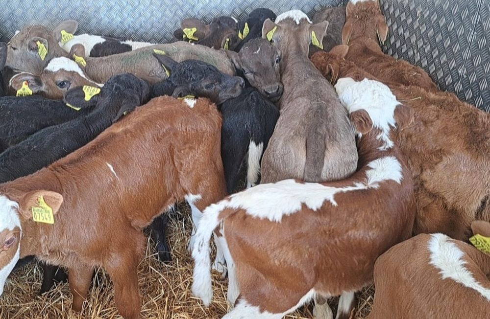 Byczki Jałówki Polskie Tuchola