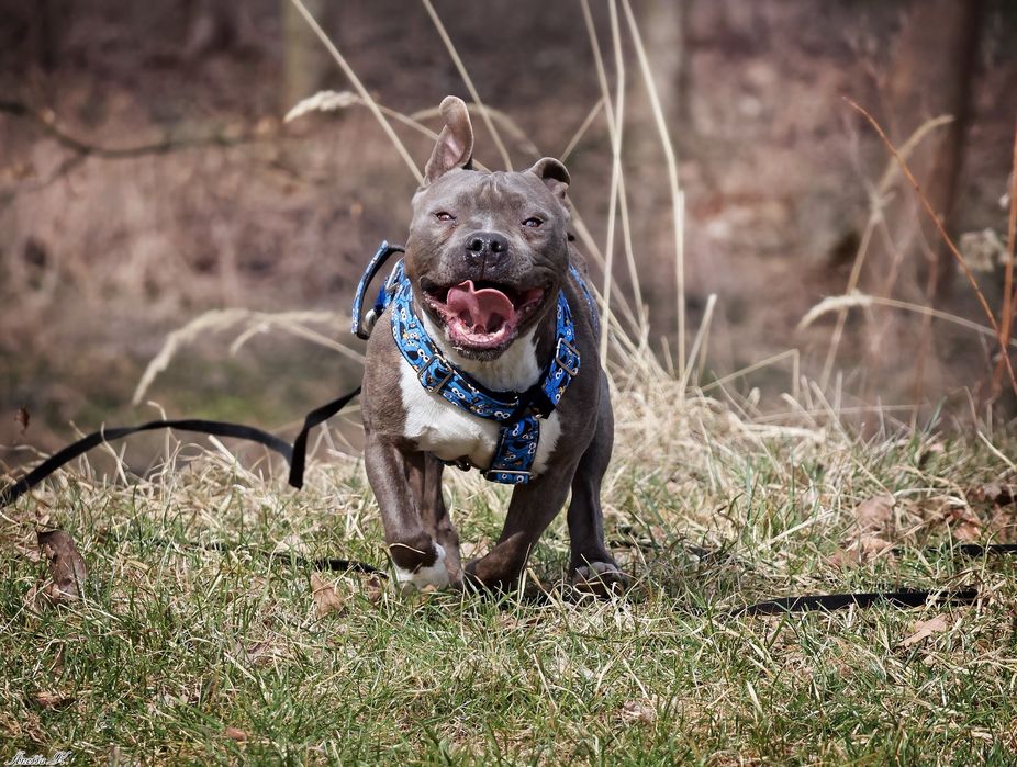Przepiękny Niko do adopcji