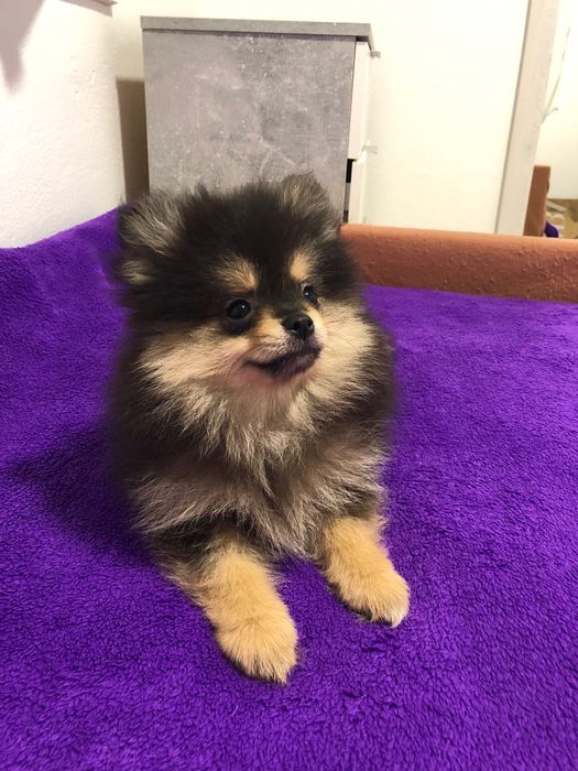 Lulu da Pomerânia Mini Macho