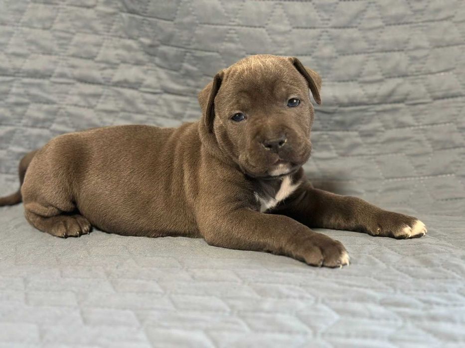 Цуценя АСТ АМСТАФФ Щенок АМСТАФФ АСТ стаффордширский терьер