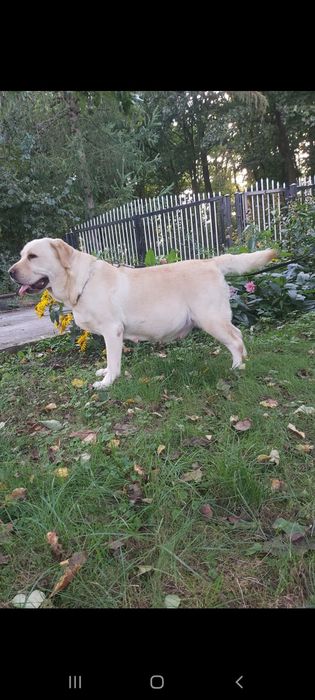 Labrador Retriever biały biszkoptowy