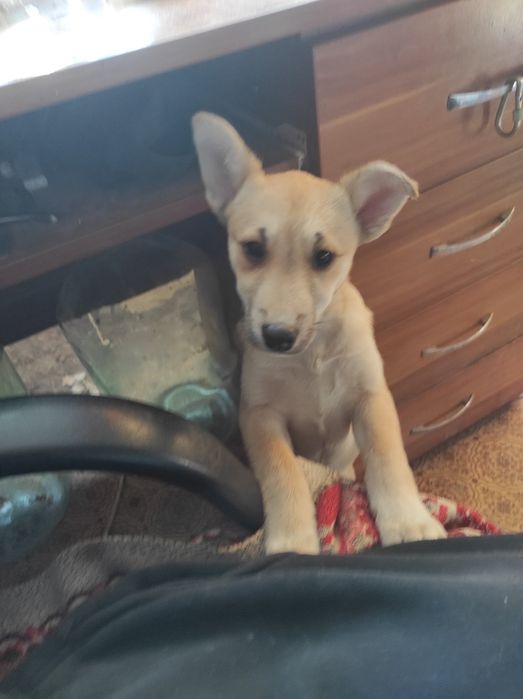 Дівчинці потрібна родина!