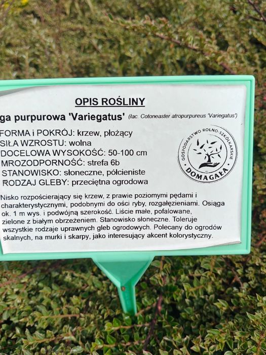 Irga purpurowa w doniczce, Variegatus