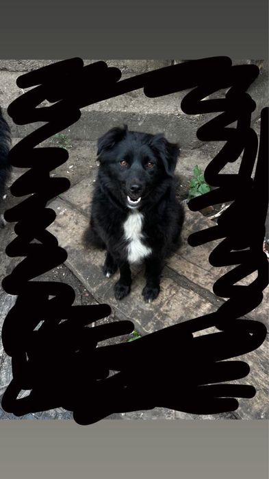 Szczeniaki do adopcji