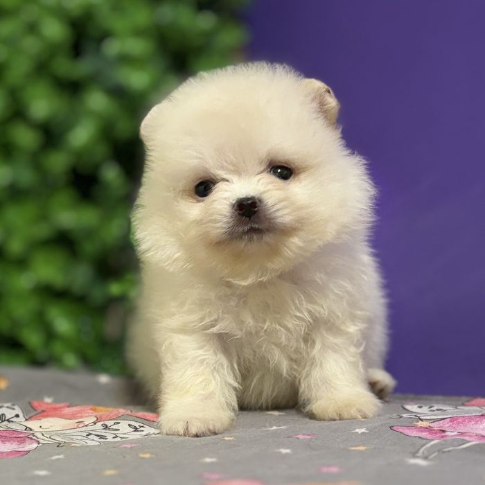 шикарний Хлопчик Міні