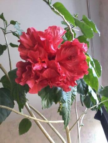 Гібіскус, гибискус