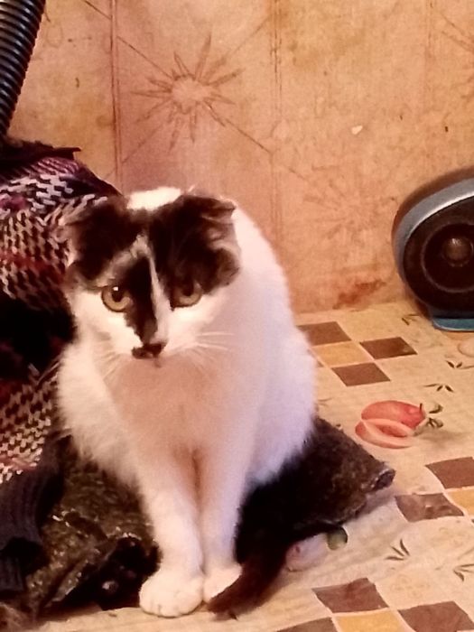 Котуся в хороші ручки