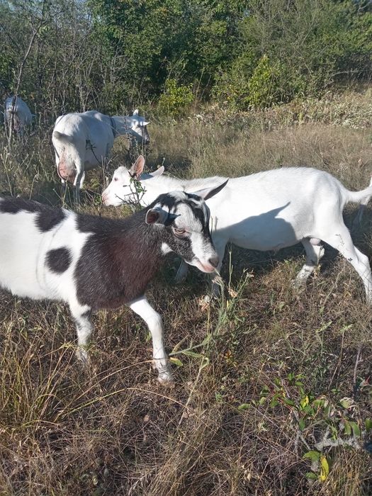 Продам зааненського козла