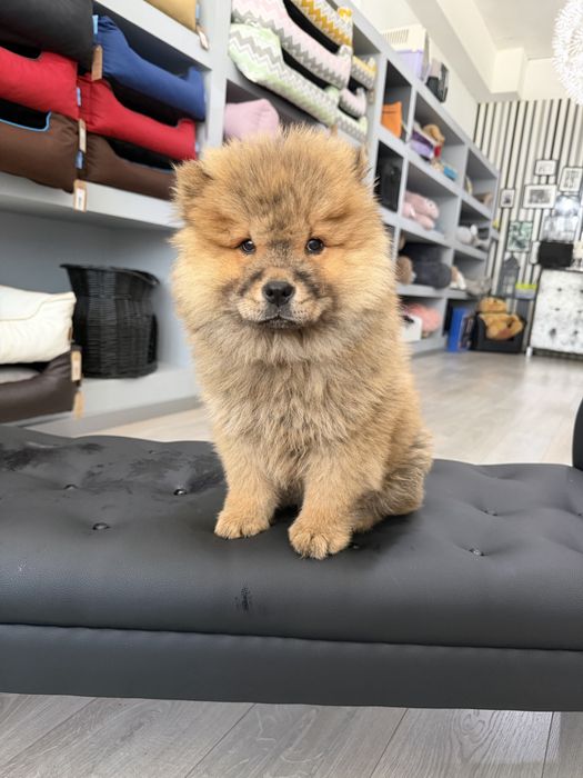 Chow chow menina