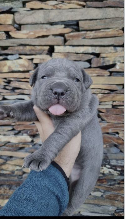 Cane corso macho com Lop