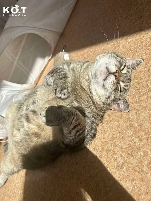 Plus size Jola szuka domu