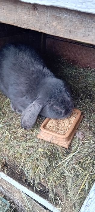 Króliki młode barany