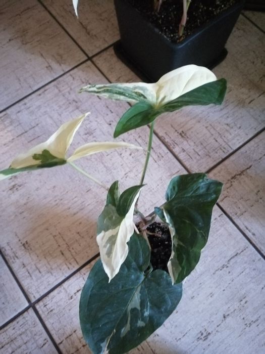 Продам сингониум Imperial White