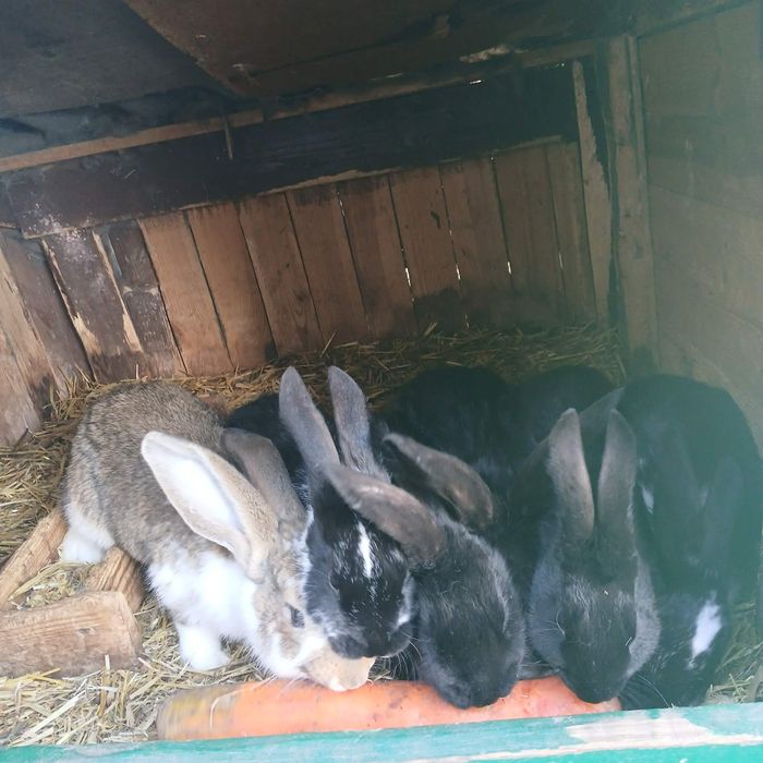 Sprzedam króliki samice i samce