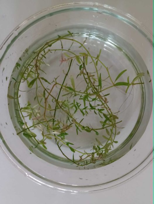 Rotala okrągłolistna