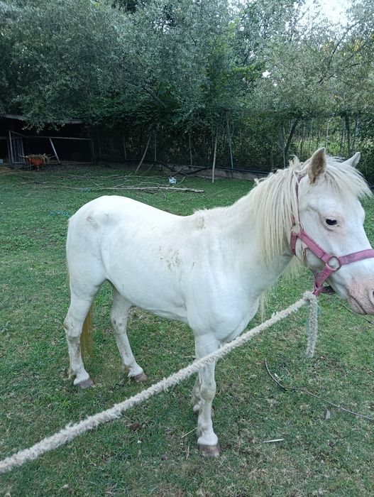 Pônei fêmea do mais lindo que existe