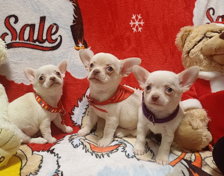 В продаже мальчишки чихуахуа.