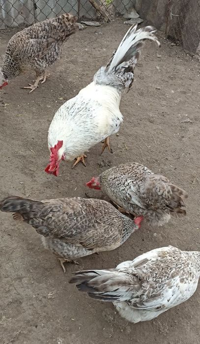 Яйце інкубаційне Бірківська Барвиста Бірки