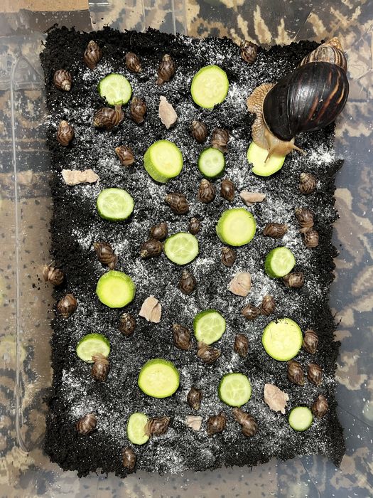 Гігантські африканські равлики Ахатина Фуліка, achatina fulica
