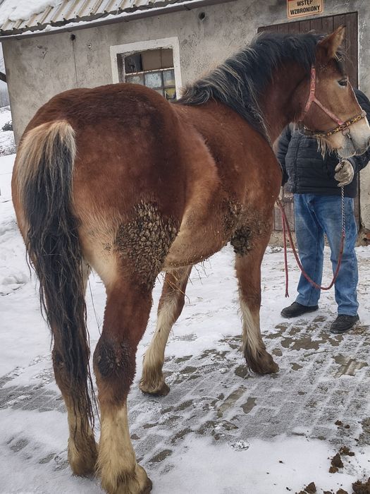 Klacz źrebna sprzedam