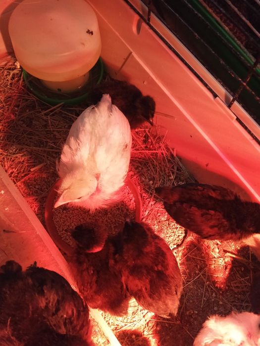 Jaja lęgowe kurek niosek