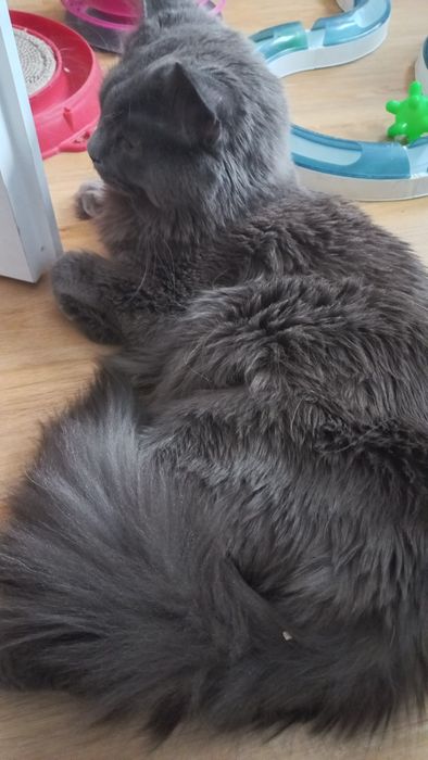 Niebieski kocur Maine Coon