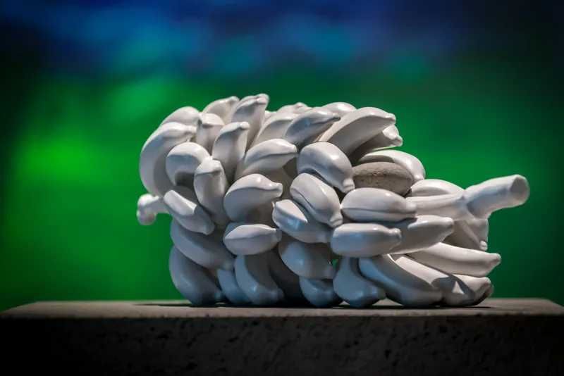 Banana Prata Madeira | Nini Andrade Silva | Nova em caixa