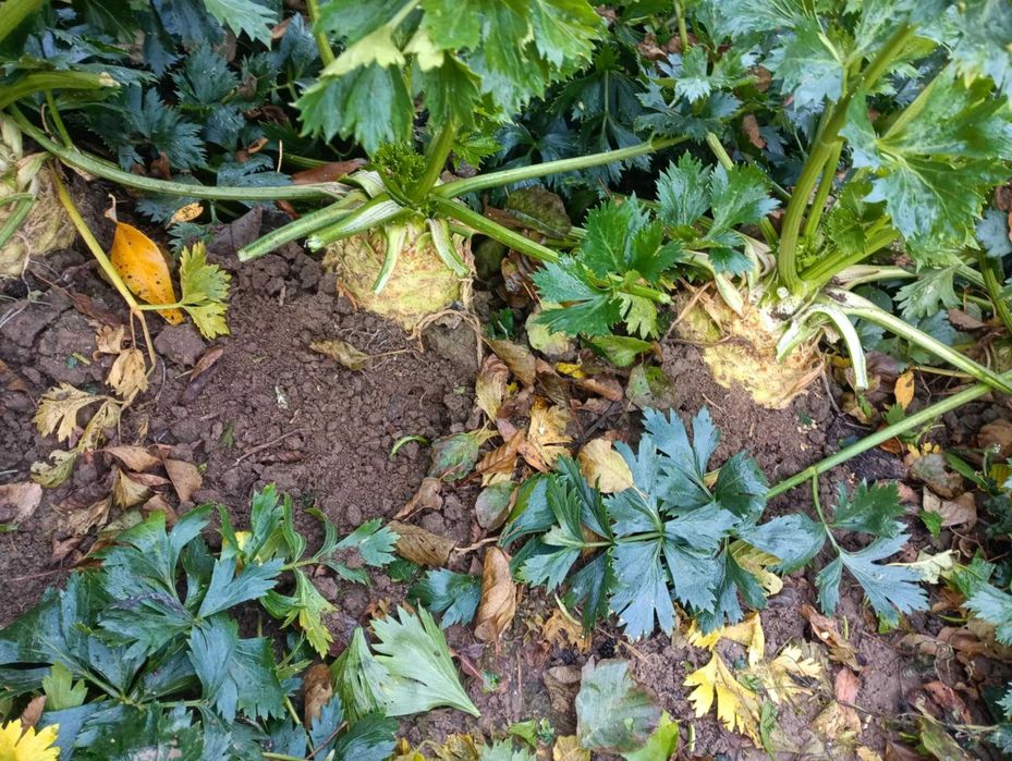 Seler korzeniowy jak leci prosto z pola