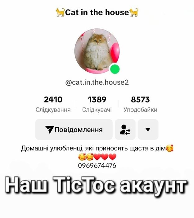 Киця золота шиншила