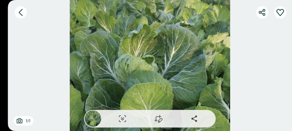 Couve galega para o Natal