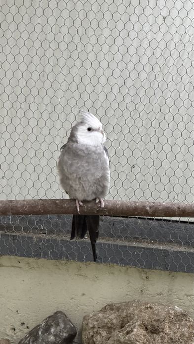 Caturra macho aduldo do inicio de 2025