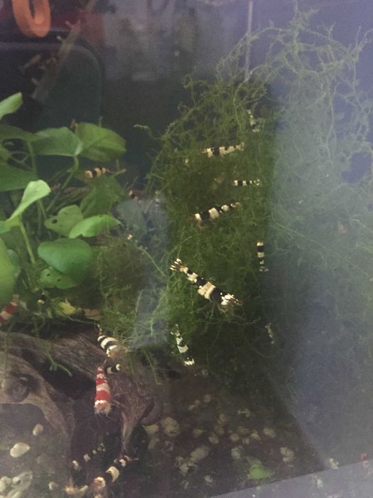 Crystal Black Shrimp (Caridina Cantonensis, A-S GRADE)