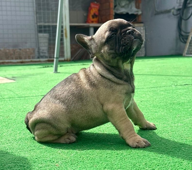 Bulldog francês fêmea sable