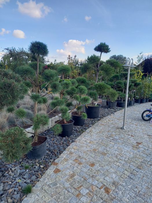 Tuja szmaragd 90-105cm.PRODUCENT PLESZEW