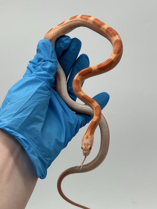 Wąż zbożowy węże zbożowe wyprawka transport