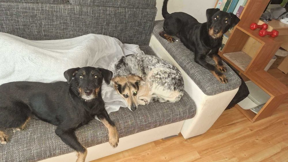 Nero w typie teriera niemieckiego szuka odpowiedzialnego opiekuna.