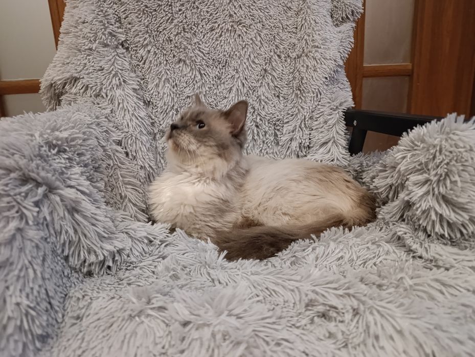 Kot ragdoll - RODOWÓD do adopcji
