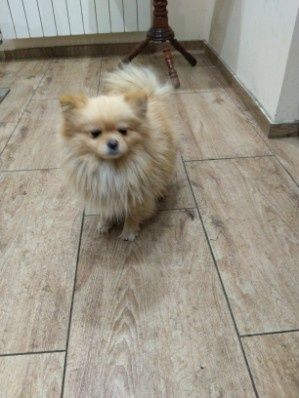 Szpic pomeranian