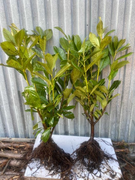 Novita! Caucasica! Transport/wysyłka! Laurowiśnia wschodnia hurt/detal multipaleta/multiplata! Prunus laurocerasus!