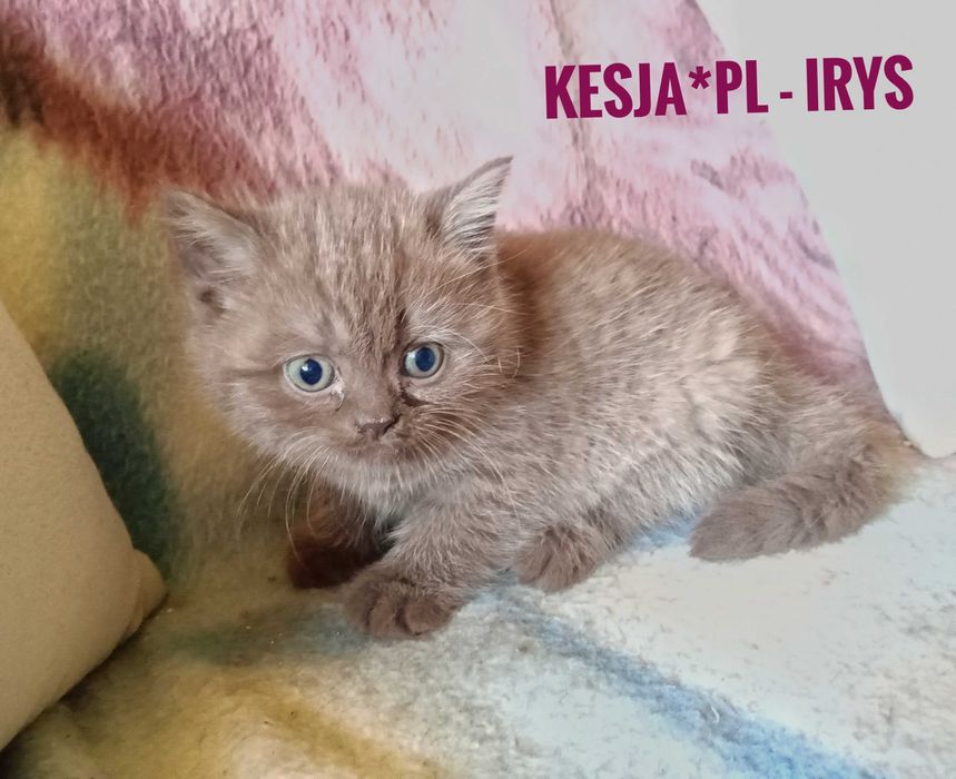 Kocurek brytyjski cynamonowy rodowód FPL